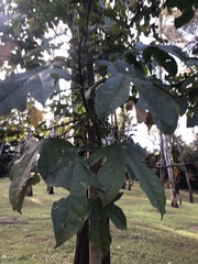 Brachychiton acerifolius
