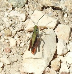Omocestus rufipes