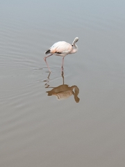 Phoenicopterus