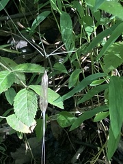 Brachypremna dispellens