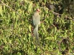 Urocolius indicus transvaalensis