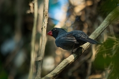 Saltator fuliginosus
