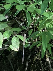 Brachypremna dispellens