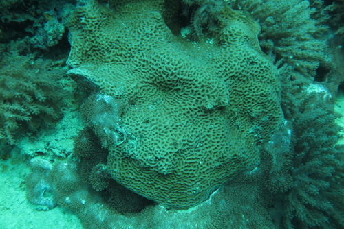 Psammocora columna