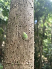 Gaeotis nigrolineata