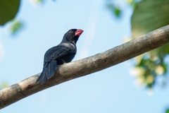 Saltator fuliginosus