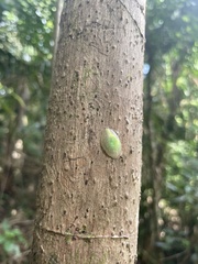 Gaeotis nigrolineata