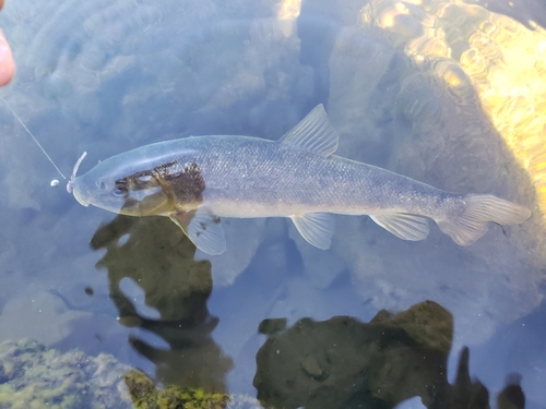 Shortnose sucker (Chasmistes brevirostris) — Catostomidae