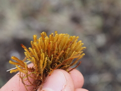 Herbertus dicranus