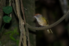 Hylophilus amaurocephalus