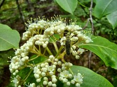 Idiopidonia pedalis