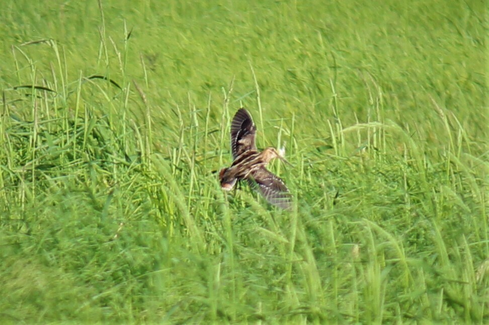 Wilson's Snipe from St Louis County, MN, USA on June 19, 2022 at 07:03 ...