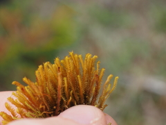 Herbertus dicranus