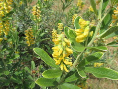 Eriosema psoraleoides