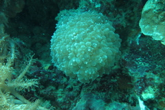 Physogyra lichtensteini