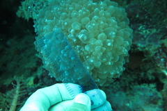 Physogyra lichtensteini