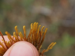 Herbertus dicranus