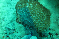 Paramontastraea peresi