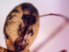 Neriene peltata