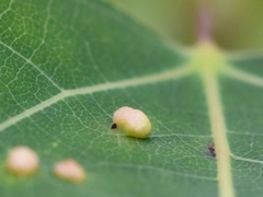 Phyllocoptes didelphis