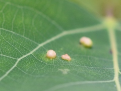 Phyllocoptes didelphis