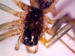 Neriene peltata