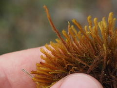 Herbertus dicranus