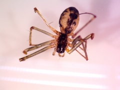 Neriene peltata