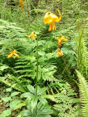 Lilium columbianum
