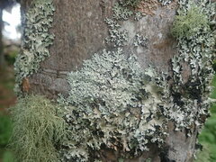 Hypotrachyna osseoalba