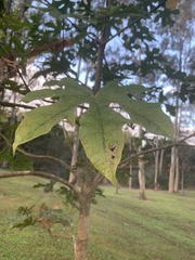 Brachychiton acerifolius