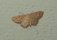 Idaea moniliata