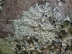 Hypotrachyna osseoalba