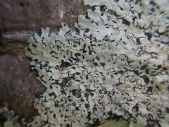 Hypotrachyna osseoalba