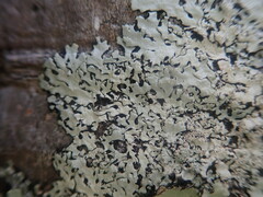 Hypotrachyna osseoalba