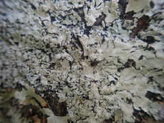 Hypotrachyna osseoalba