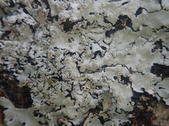 Hypotrachyna osseoalba