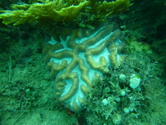 Oulophyllia