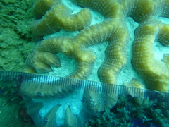 Oulophyllia