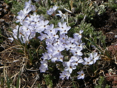 Phlox condensata