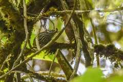 Cantorchilus thoracicus