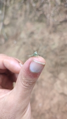 Chaeteessa