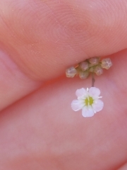 Gypsophila tomentosa