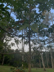 Brachychiton acerifolius