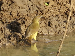 Chlorocichla flaviventris