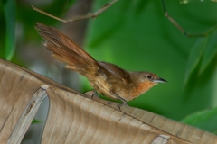 Phacellodomus ferrugineigula