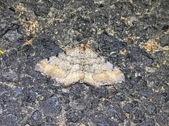 Macaria adonis
