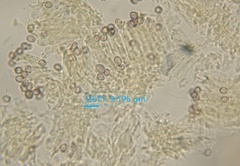 Multifurca ochricompacta