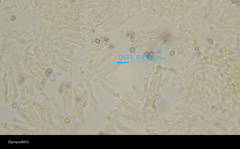 Multifurca ochricompacta