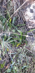 Elaphoglossum gayanum image